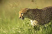 Cheetah Okavango